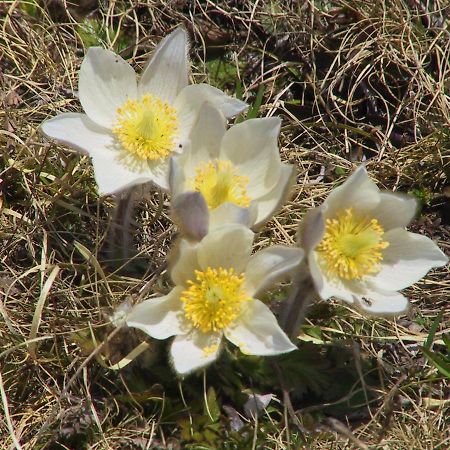 Anemone Home Santa Caterina Valfurva Luaran gambar