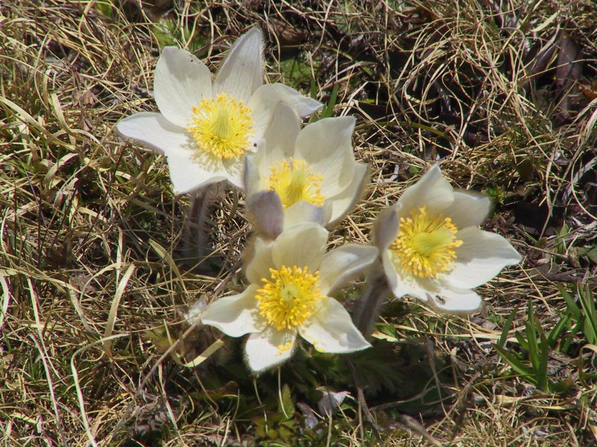 Anemone Home Santa Caterina Valfurva Luaran gambar